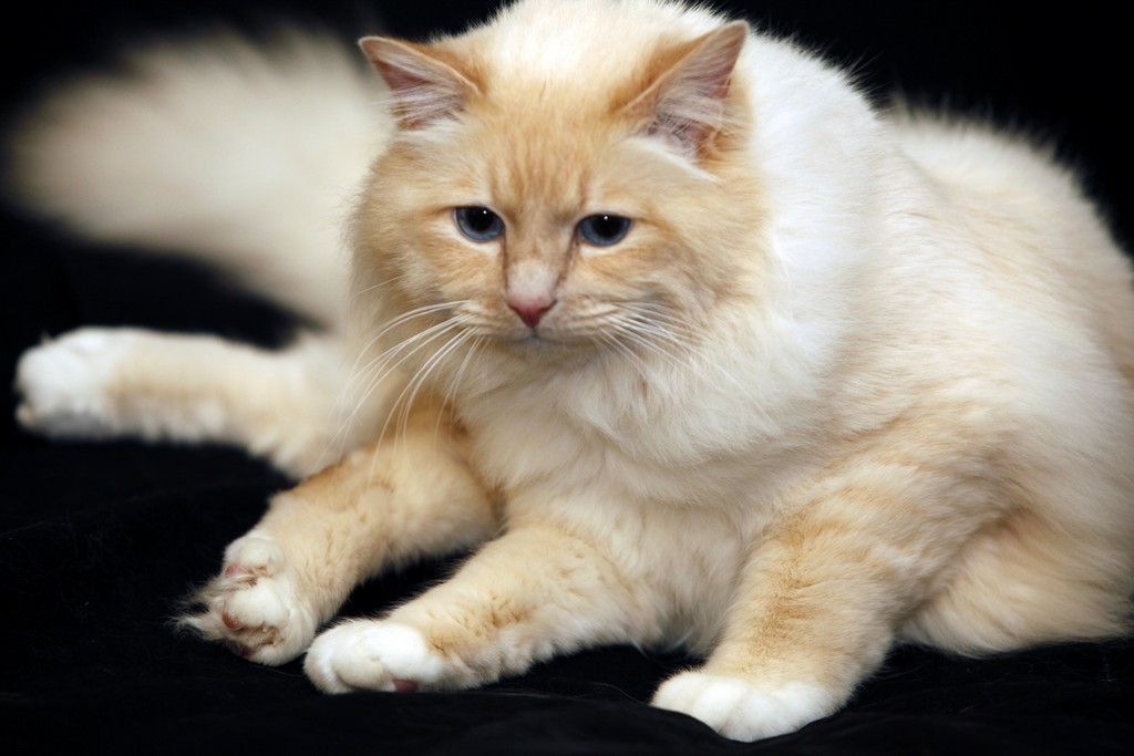Dorje Ling Lord Hamilton - sacro di birmania cream point